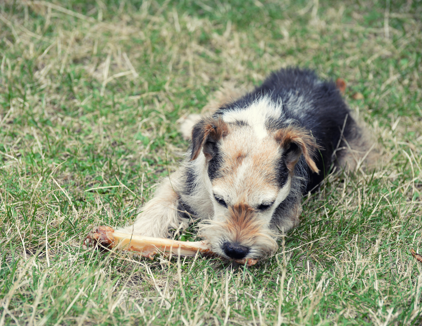 Mini Chew Bone (Lamb Bone)