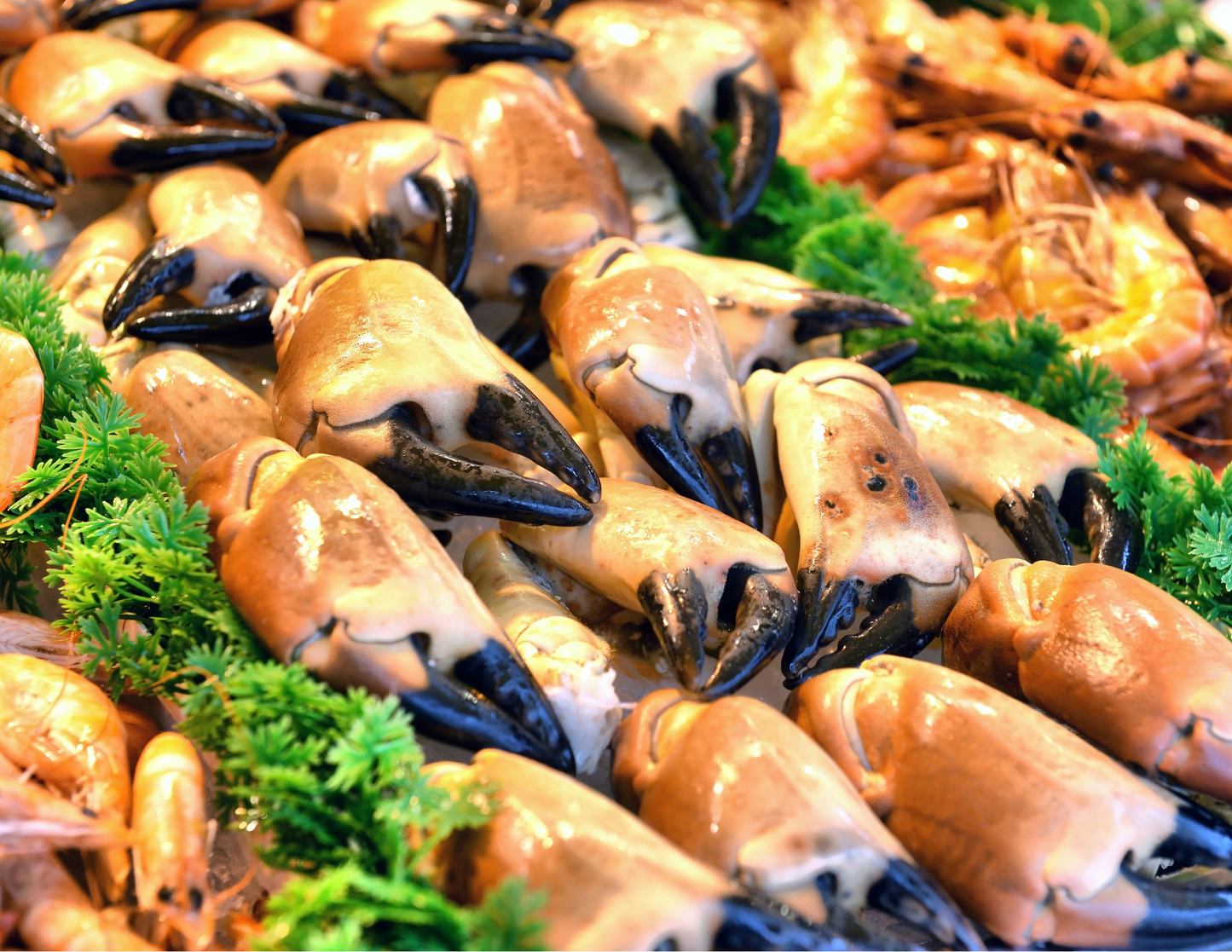 Jonah Crab Claws / Tenazas de Cangrejo