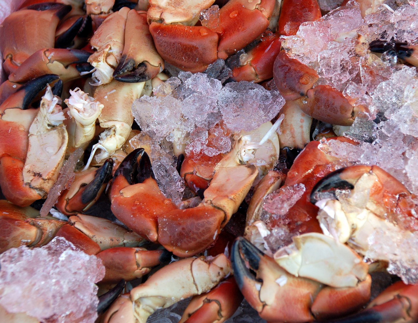 Jonah Crab Claws / Tenazas de Cangrejo