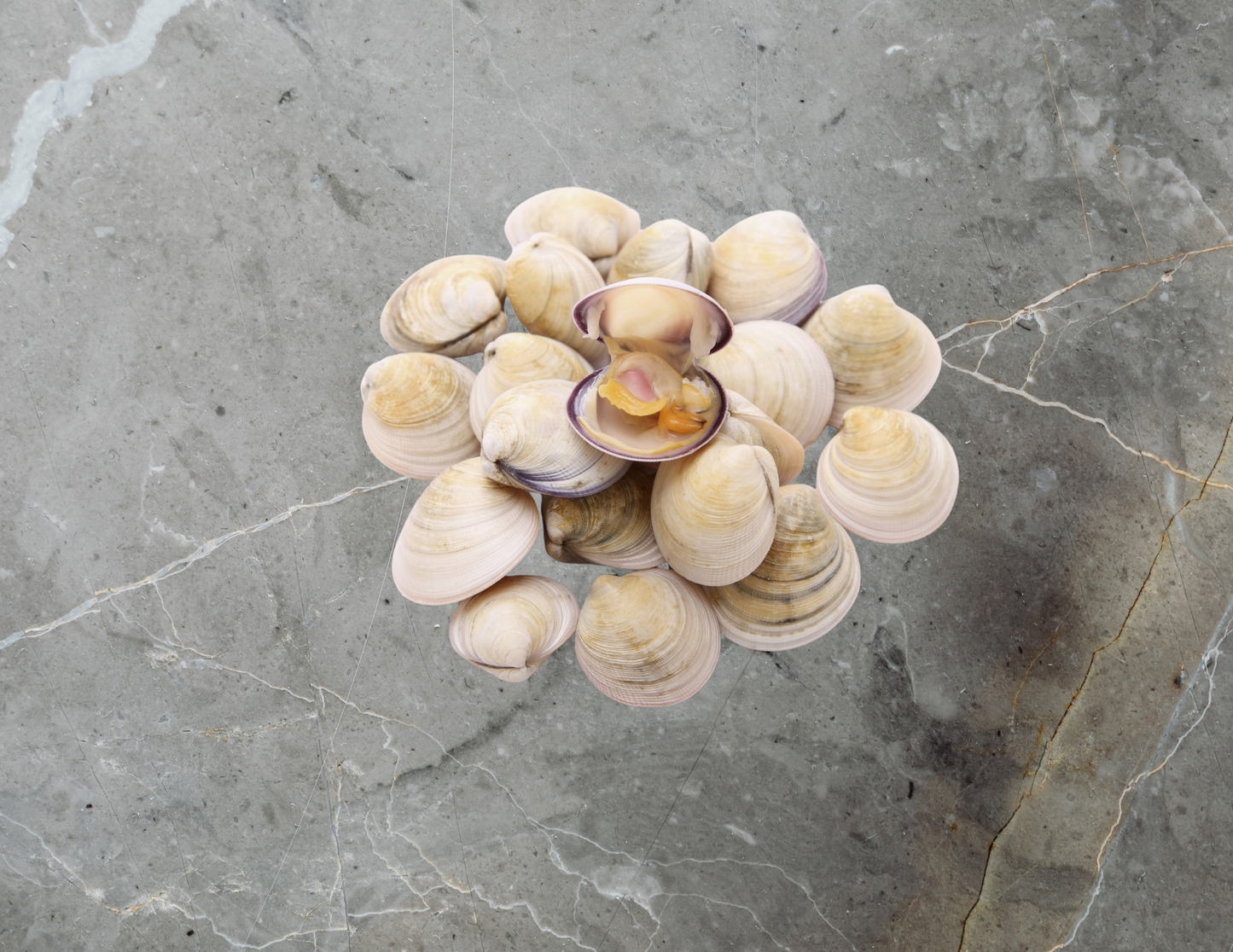 Frozen Cooked Whole White Clams