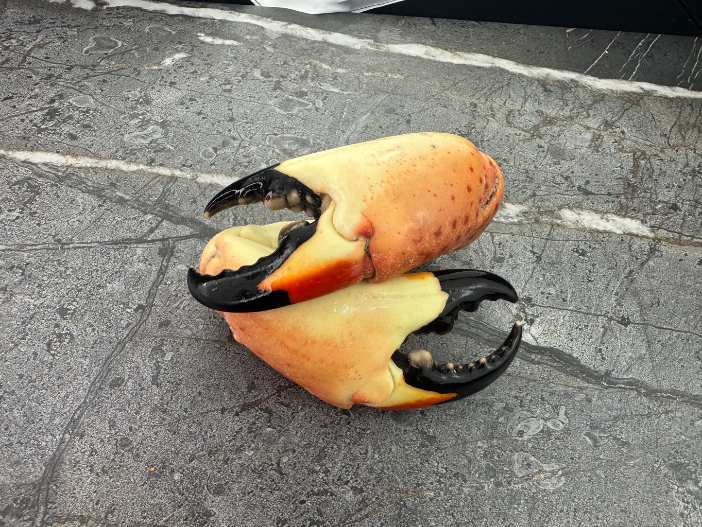Colossal Florida Stone Crab