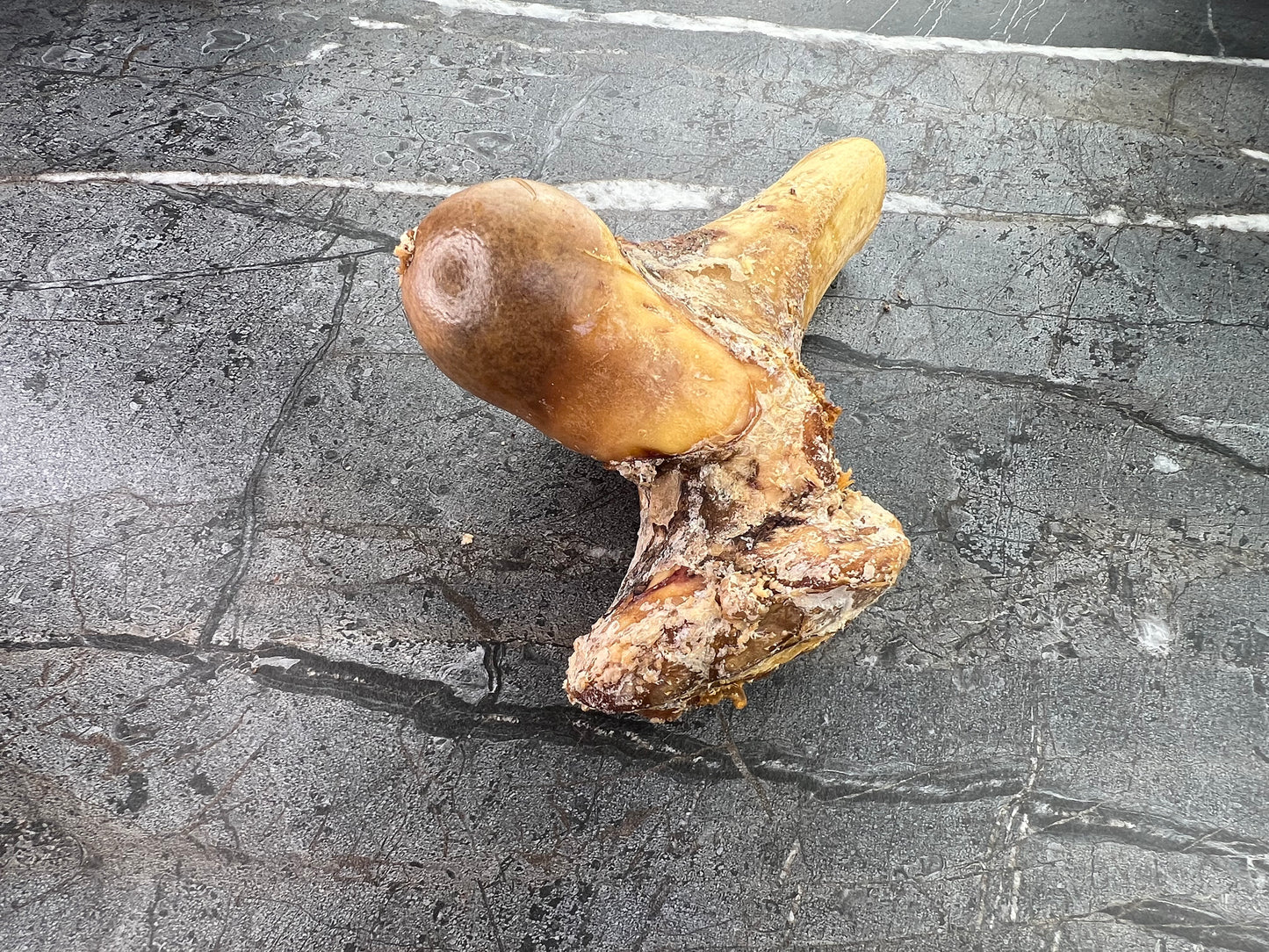 Midway Bone (Half Femur)