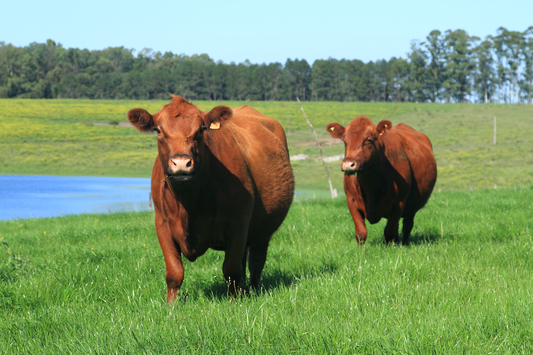 Uruguayan Organic Beef Certificate