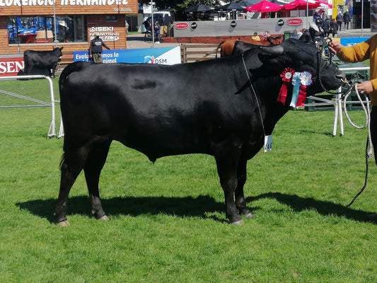 Uruguayan Wagyu Beef Certificate