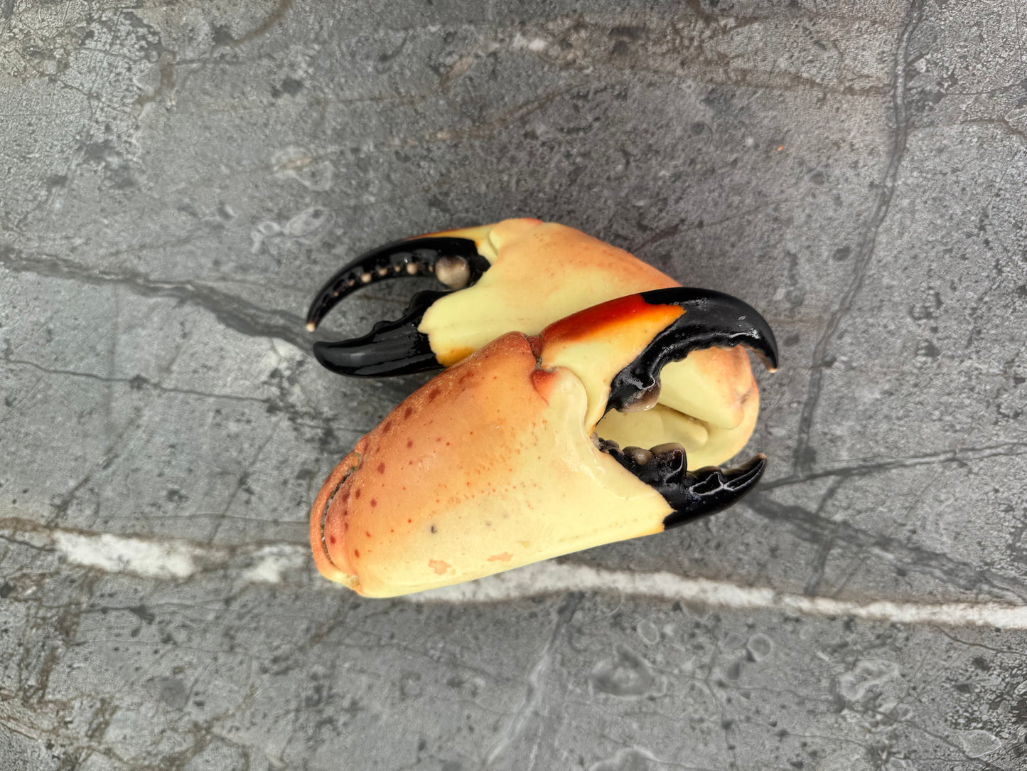 Colossal Florida Stone Crab