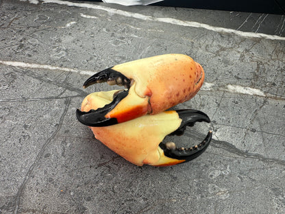Colossal Florida Stone Crab