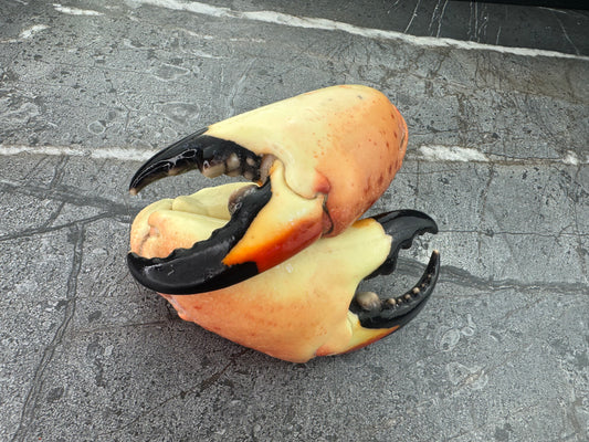 Colossal Florida Stone Crab