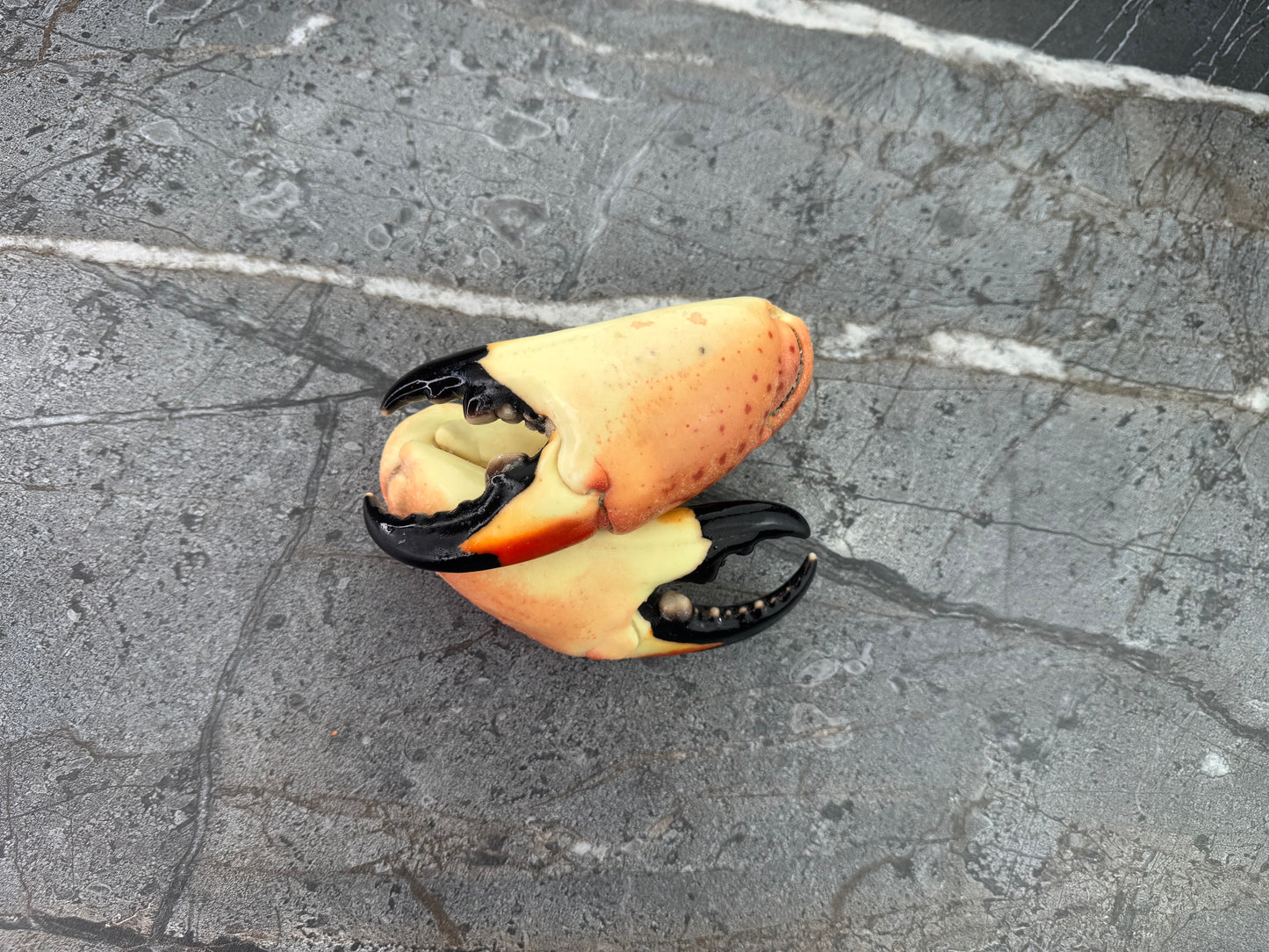 Colossal Florida Stone Crab