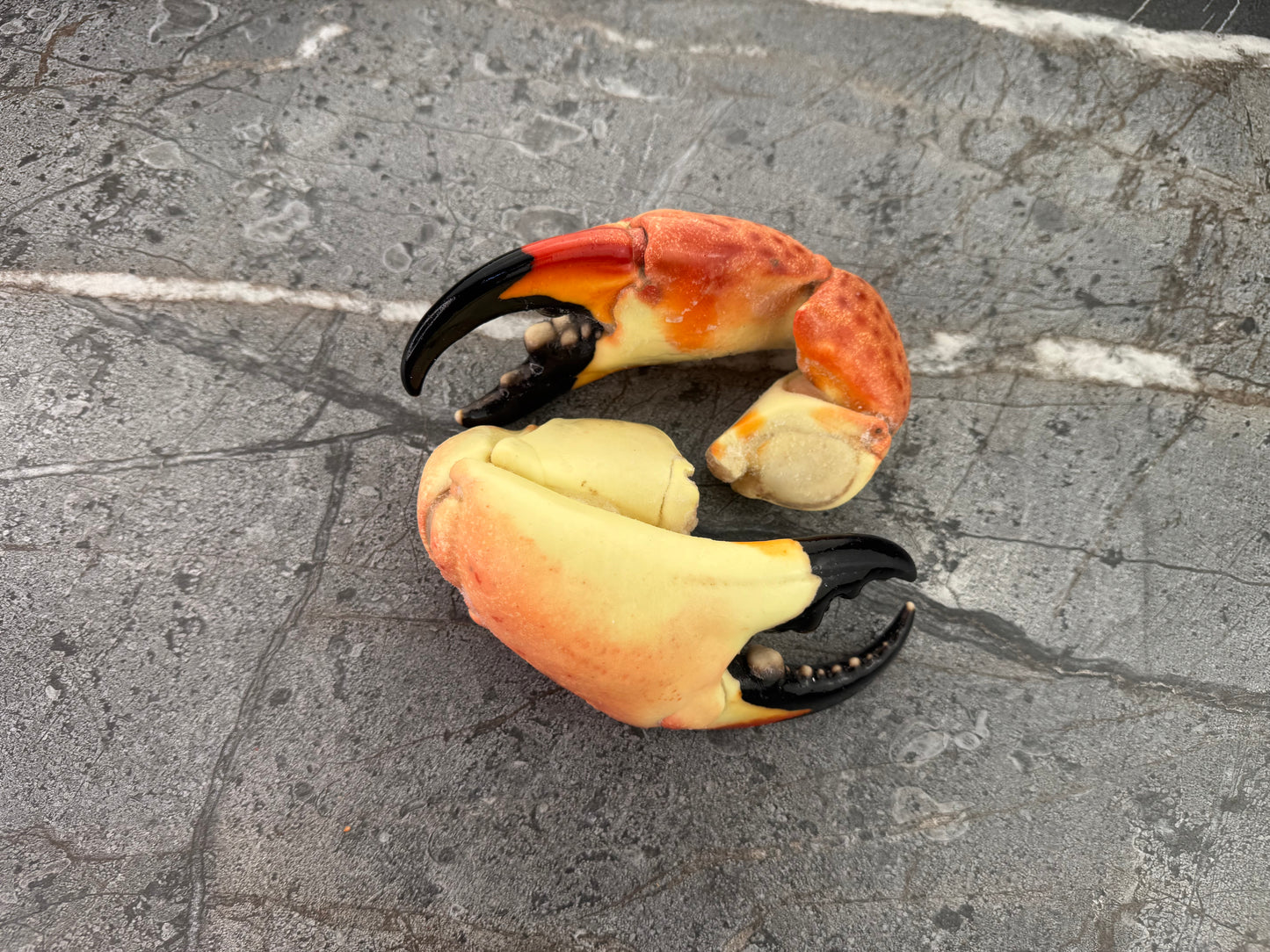 Colossal Florida Stone Crab