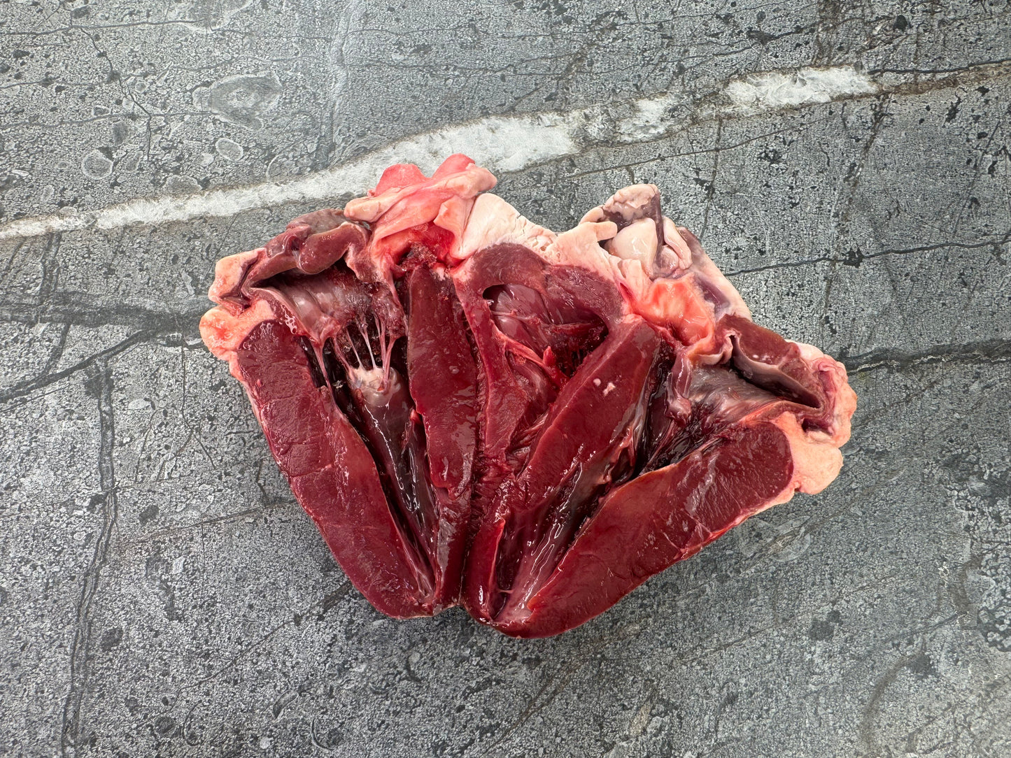 Lamb Heart