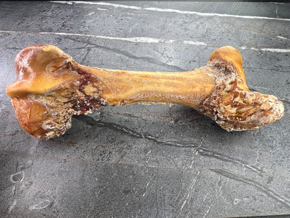 Titan Bone (Whole Femur)