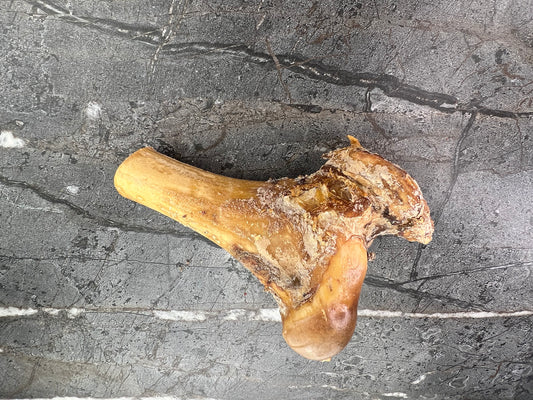 Midway Bone (Half Femur)